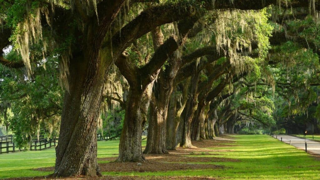 A serene row of large oak trees with sprawling branches, draped with Spanish moss, lining a grassy path offers scenic views and is a perfect spot for family strolls among the top things to do in Charleston with kids.