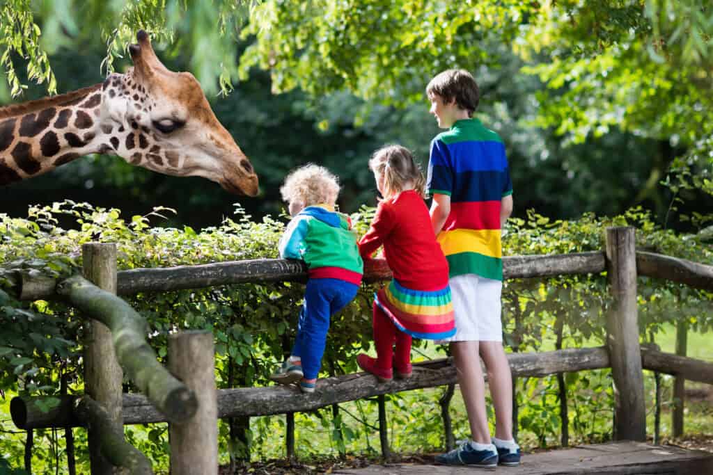 Three kids looking at a giraffe in a zoo. 