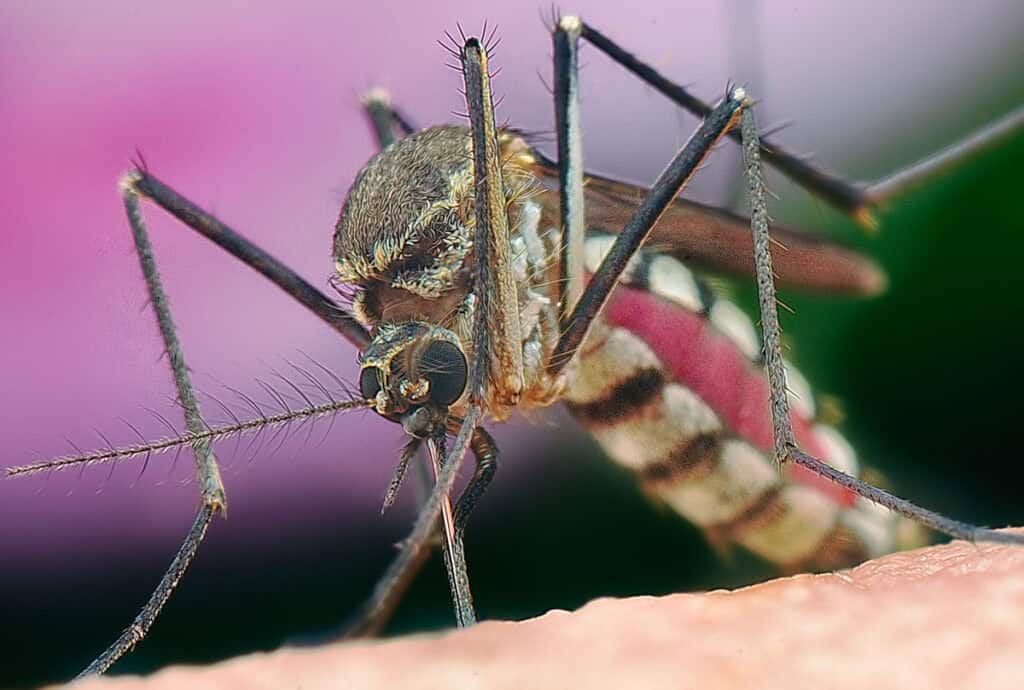 Close-up image of a mosquito piercing a person's skin with its needle-like mouthparts to draw blood. The mosquito's body is striped, and its legs are thin and long.