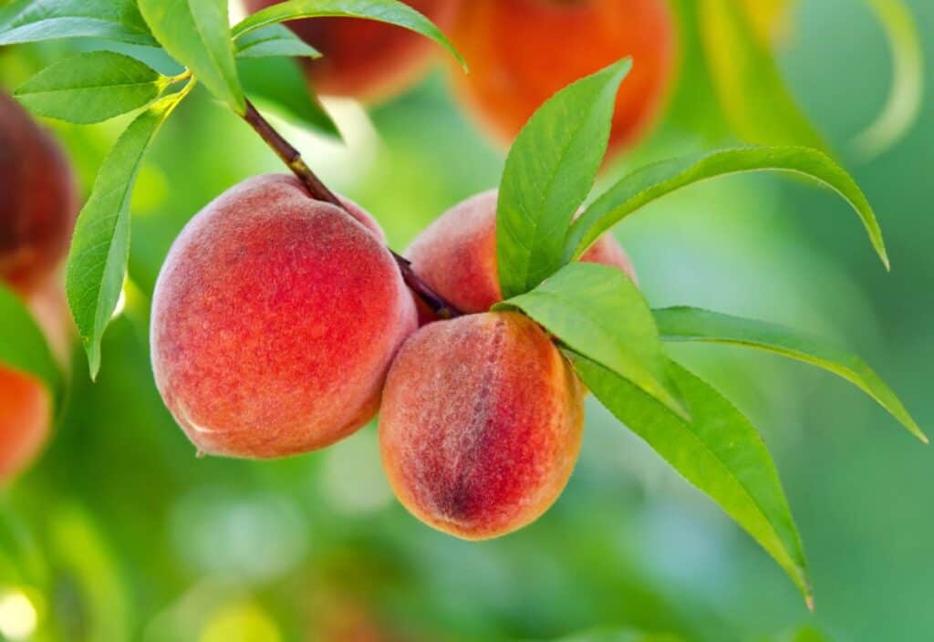 Two ripe peaches with fuzzy skin hang from a tree branch among green leaves on a bright day.