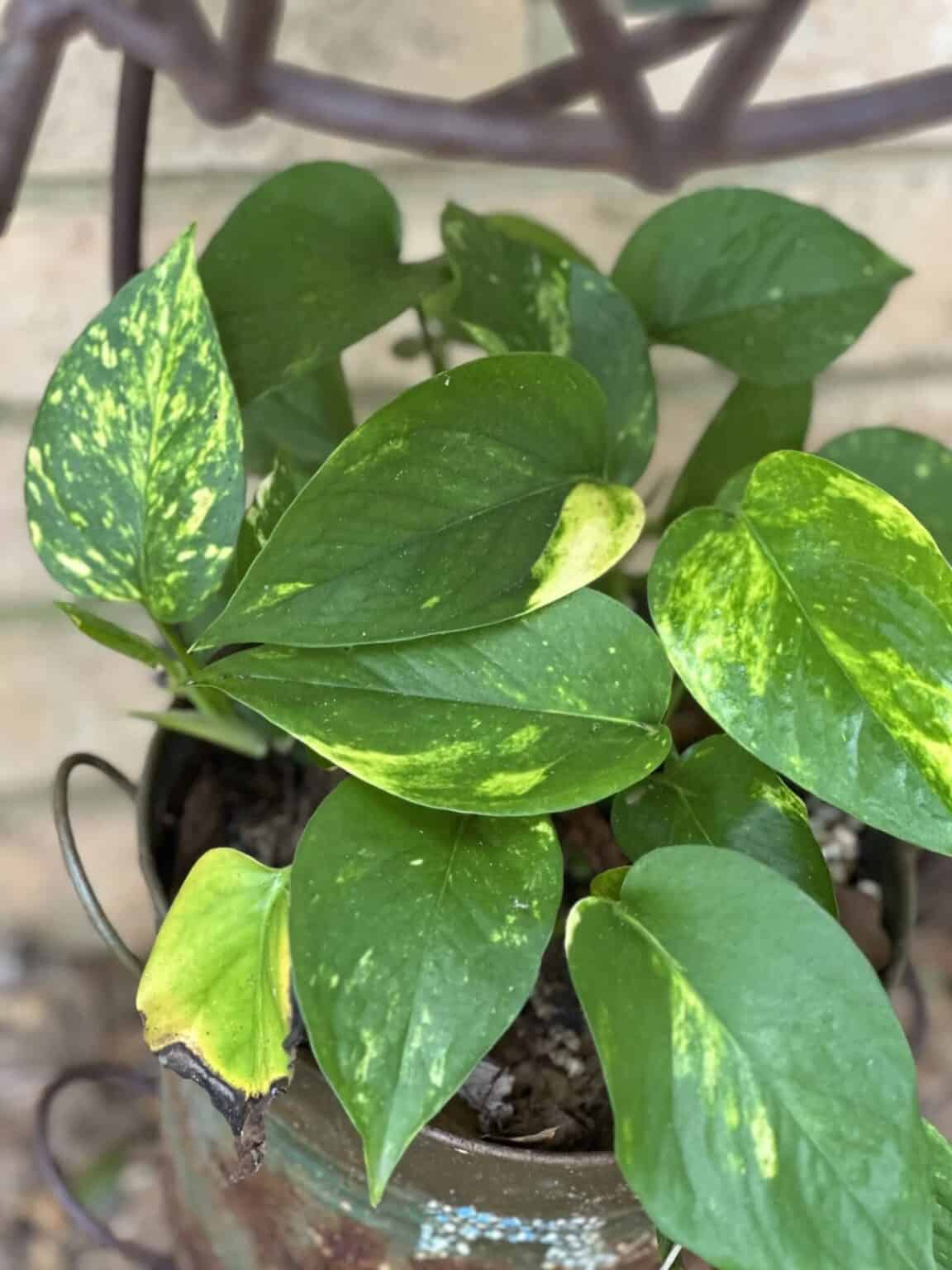 How to prune a pothos for growth and propagation