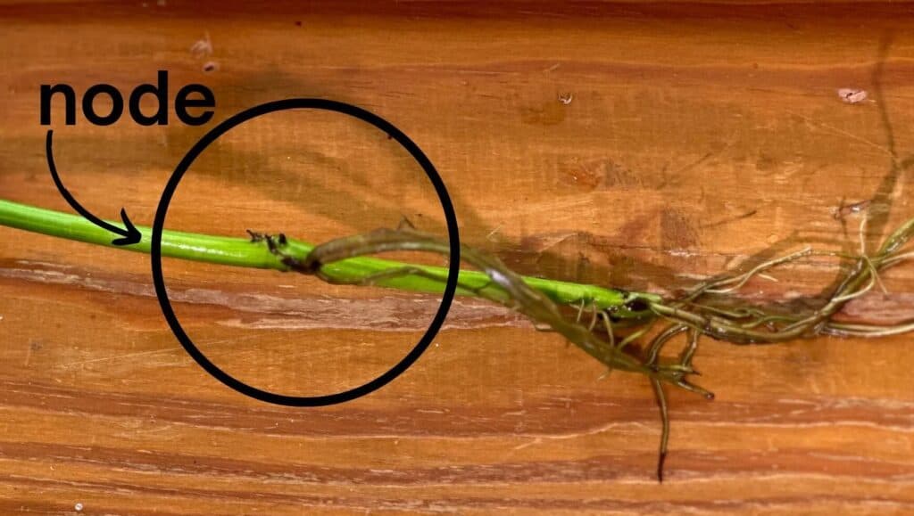 A plant stem displayed horizontally on a wooden surface, with a circle highlighting a section labeled "node" where roots are emerging.