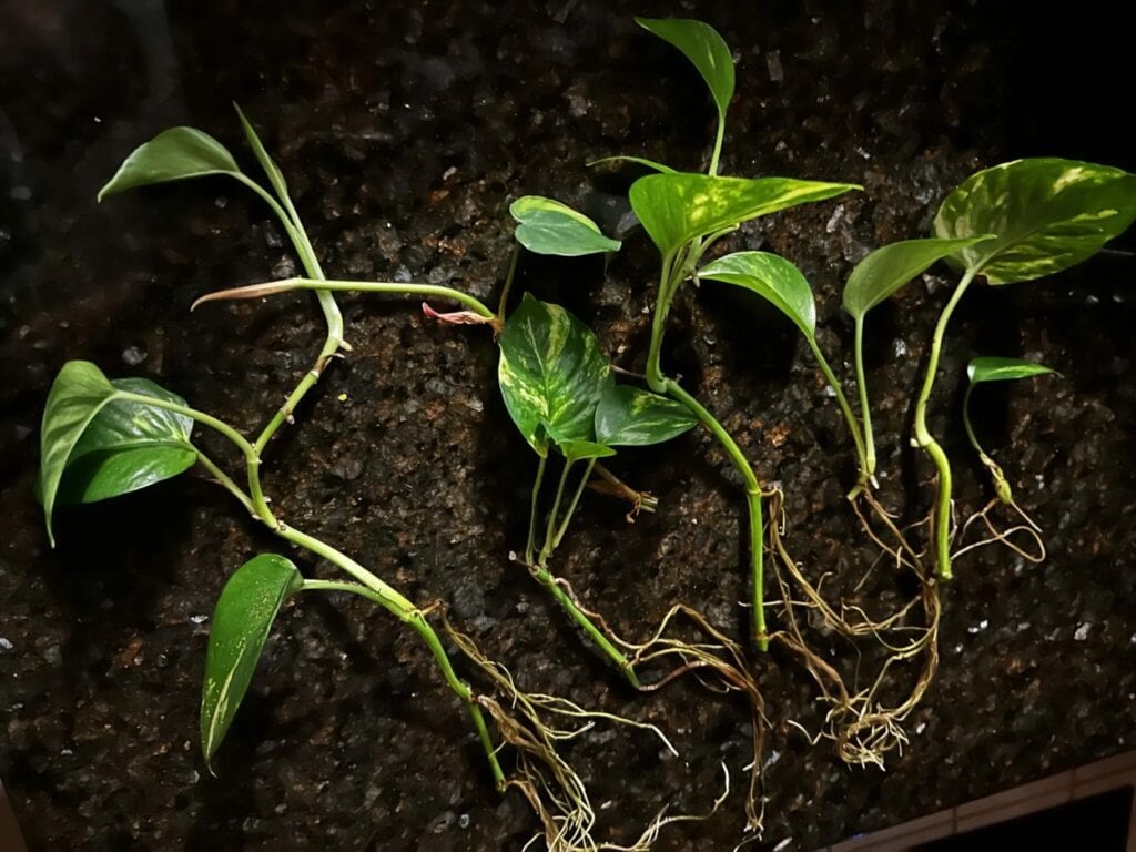Several cuttings of a pothos plant, each with visible roots and green leaves, are laid out on a dark background.