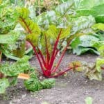 A garden with vibrant red Swiss chard plants growing in rich soil, surrounded by green leaves.