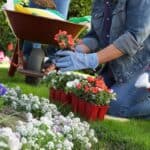 Person planting flowers in a garden, wearing gloves and a denim jacket. A red watering can, several flower pots, and a wheelbarrow are nearby.