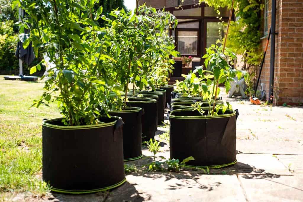 Several black fabric grow bags with green edging are lined up on a sunny patio. A brick building and greenery are visible in the background.