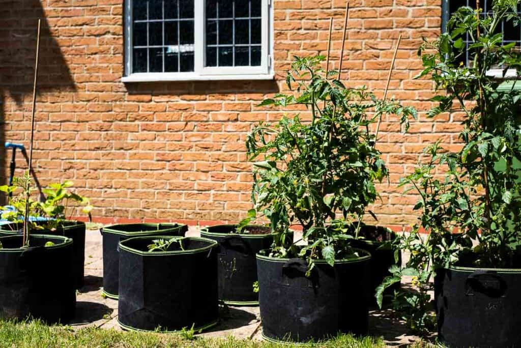 Plants potted in grow bags line a brick wall under a window on a sunlit patio.