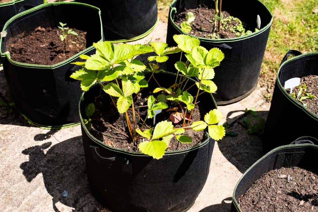 A grow bag with a small thriving strawberry patch is surrounded by other potted grow bags on a sunlit patio.