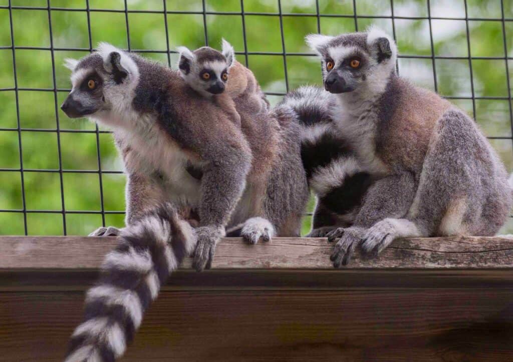 A group of adult and baby lemurs at the Tanganyika Wildlife Park in Wichita.