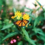 A monarch butterfly with orange and black wings rests on a yellow flower in a garden filled with green leaves and other colorful blooms.