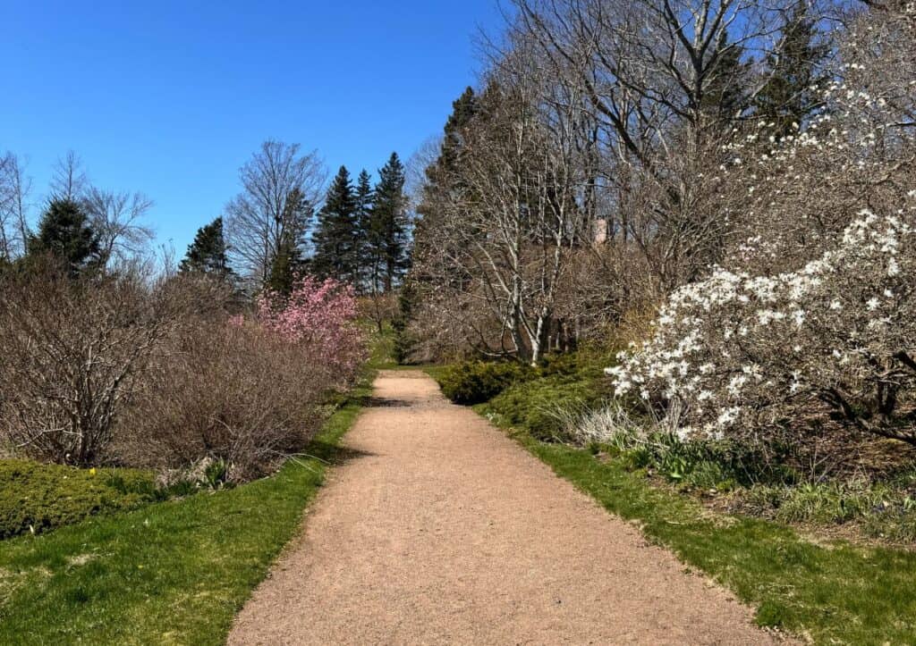A dirt path flanked by blooming trees and bushes under a clear blue sky in a park with green grass on both sides.
