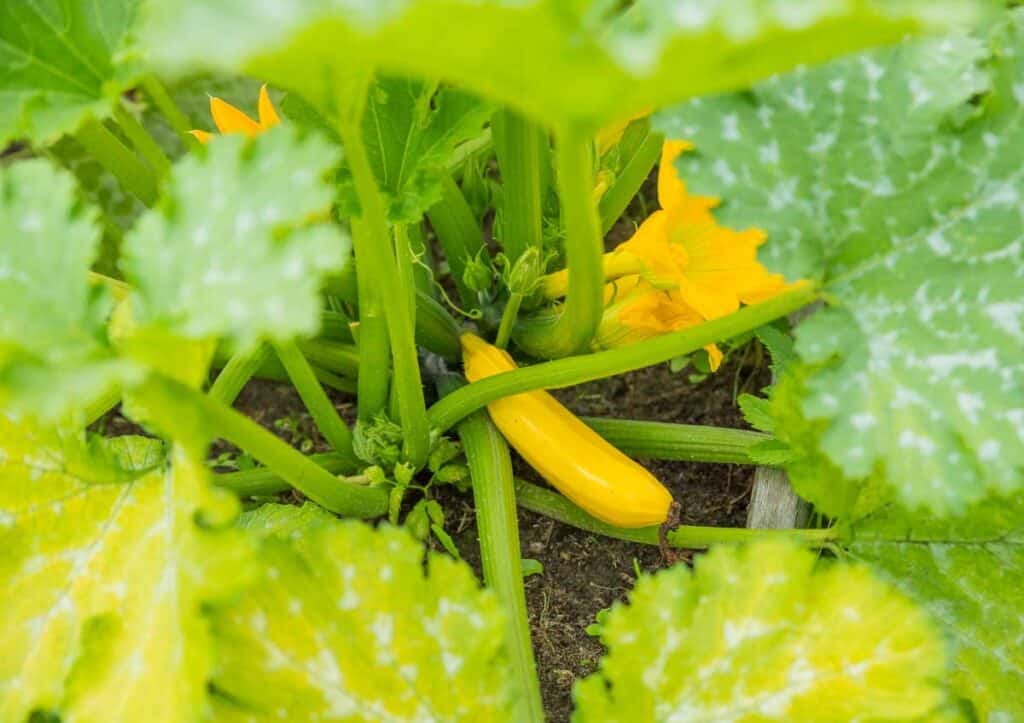 A summer squash grows on a plant surrounded by green leaves and yellow flowers.