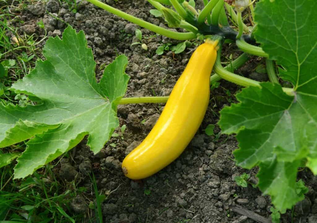 A yellow squash growing on a vine in a garden, surrounded by green leaves and soil.
