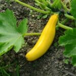 A yellow squash growing on a vine in a garden, surrounded by green leaves and soil.