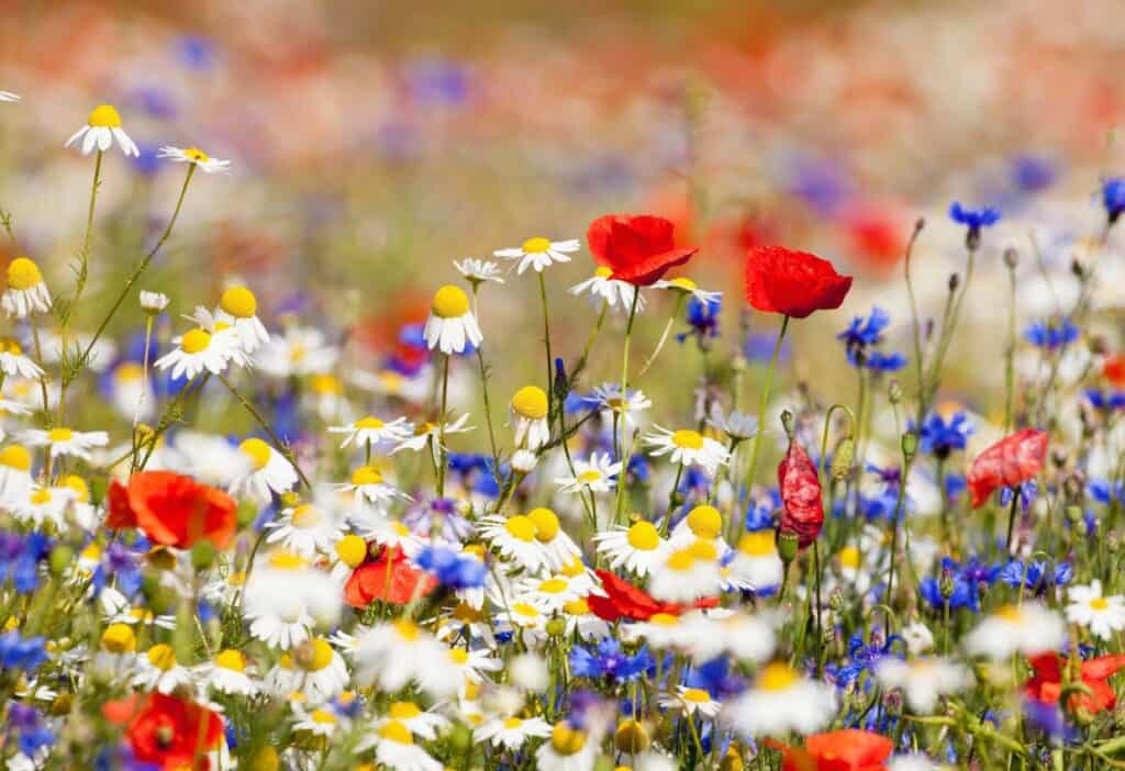 A colorful field of wildflowers includes various types of flowers, such as red poppies, white daisies with yellow centers, and blue cornflowers on a sunny day.