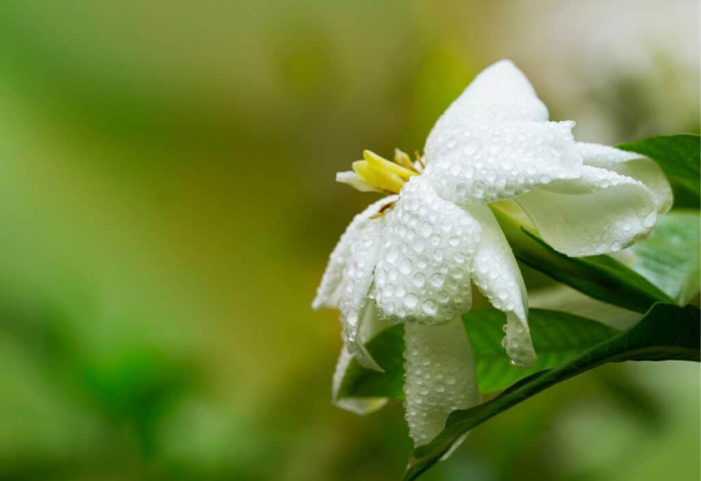 Close-up of a white flower with dew drops on its petals, set against a blurred green background that highlights different types of flowers.
