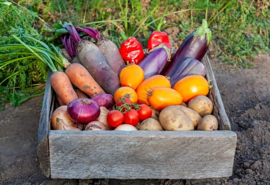 A wooden crate filled with various fresh vegetables, including carrots, beets, red and yellow bell peppers, eggplants, onions, potatoes, and tomatoes, displayed outdoors on soil.