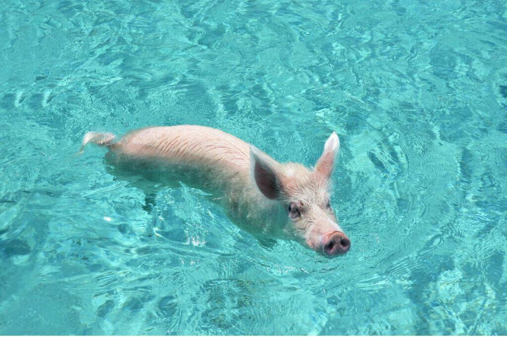 A pig swims in the clear blue waters of a Caribbean paradise.