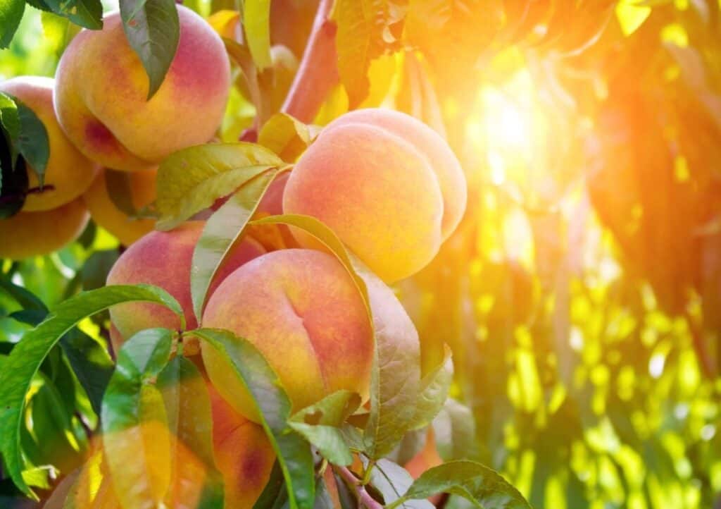 Ripe peaches hanging on a tree with sunlight filtering through the leaves.