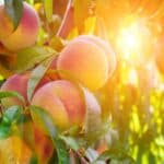 Ripe peaches hanging on a tree with sunlight filtering through the leaves.