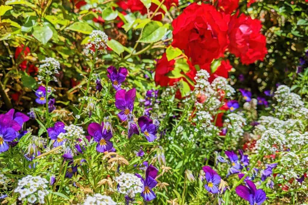 A vibrant garden bed featuring red roses, purple pansies, and clusters of small white flowers, surrounded by green foliage under bright sunlight.