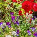 A vibrant garden bed featuring red roses, purple pansies, and clusters of small white flowers, surrounded by green foliage under bright sunlight.