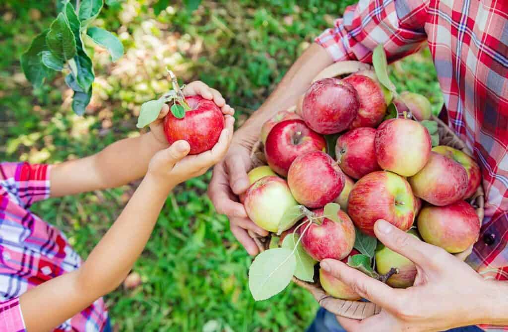 Two people, one child and one adult, wearing plaid shirts pick red apples from a tree, holding a basket full of apples.