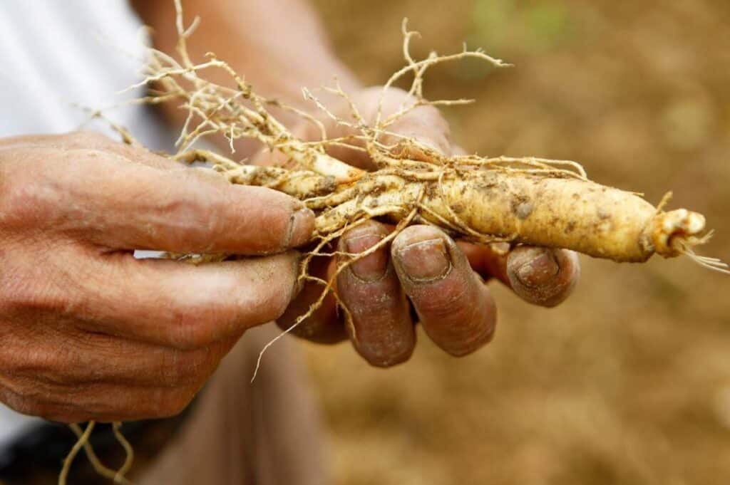 Person holding a freshly harvested ginseng root with both hands.