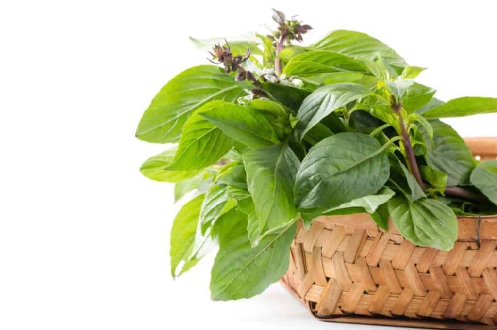 A woven basket filled with fresh holy basil leaves on a white background.