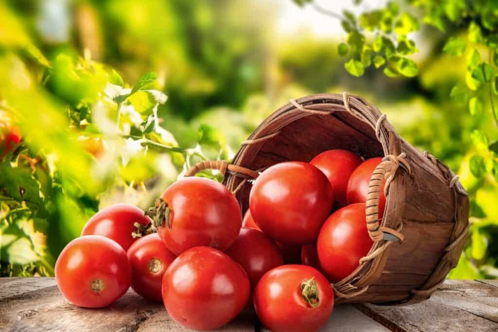 A wooden basket tipped over, spilling ripe red tomatoes onto a wooden surface with green foliage in the background.