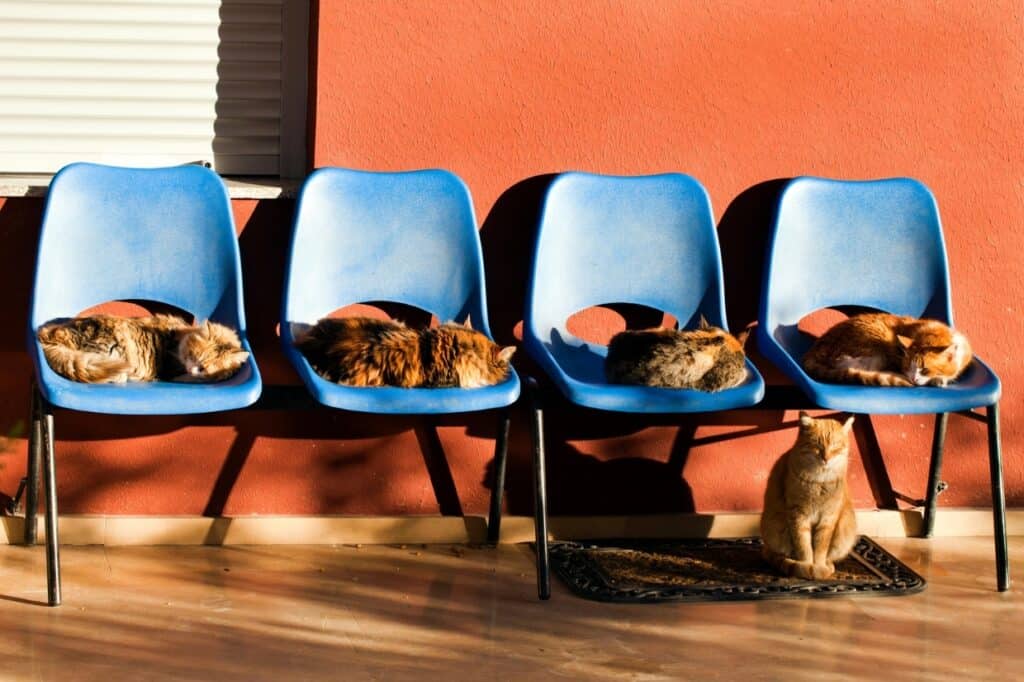 Four cats are resting on blue plastic chairs aligned against a red wall, with sunlight casting shadows across the scene. Three cats are lying on chairs, and one cat is sitting on the ground.