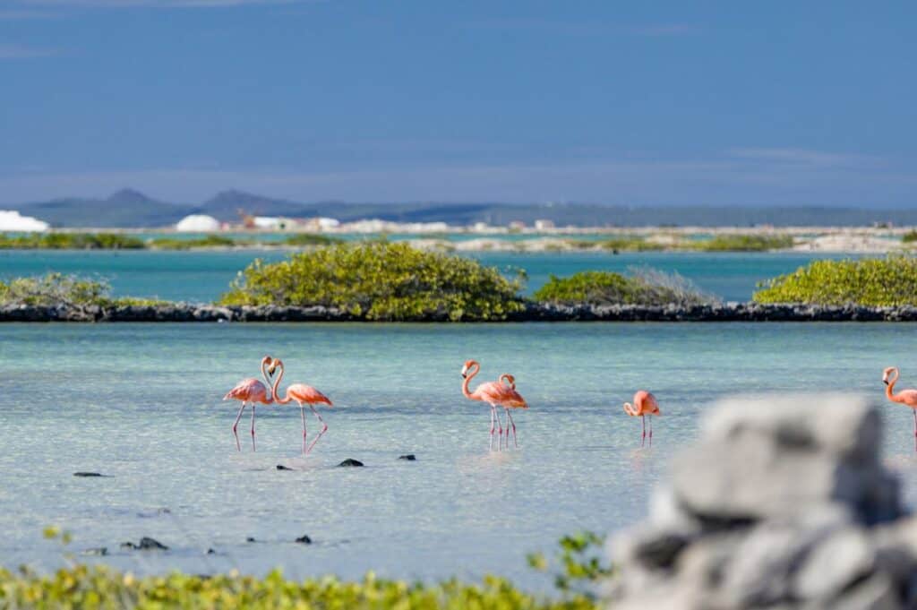 A group of flamingos stands in shallow, clear water with greenery and distant land in the background under a blue sky.