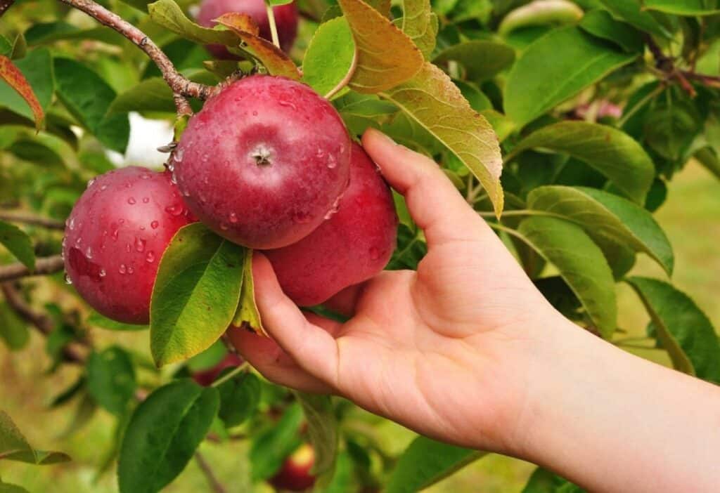 A hand reaches to pick ripe red apples from a tree, surrounded by green leaves.