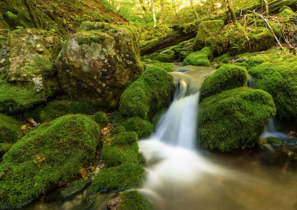 A small stream flows over moss-covered rocks in a forest, illuminated by dappled sunlight.