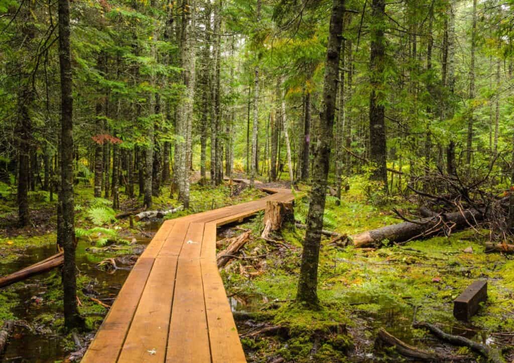 A wooden boardwalk winds through a lush, green forest with tall trees and scattered fallen branches.