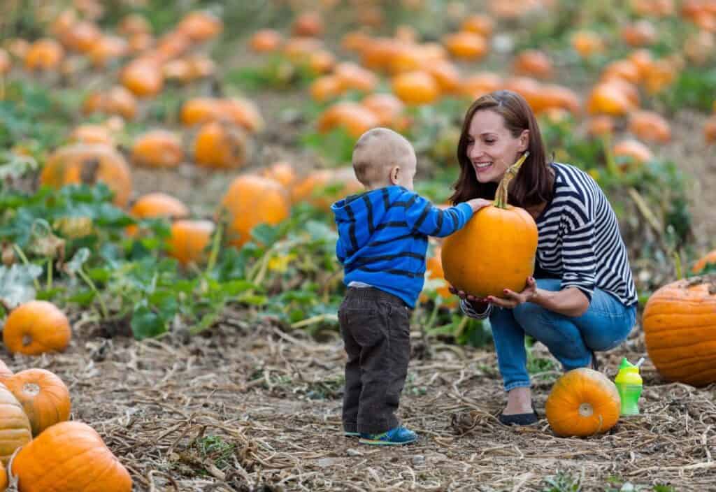 A woman and a child, both wearing striped tops, are in a pumpkin patch. The child hands a large pumpkin to the woman, who squats to receive it, with various pumpkins scattered around.