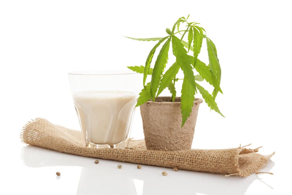 A glass of hemp milk next to a potted hemp plant on burlap fabric, with seeds scattered around.