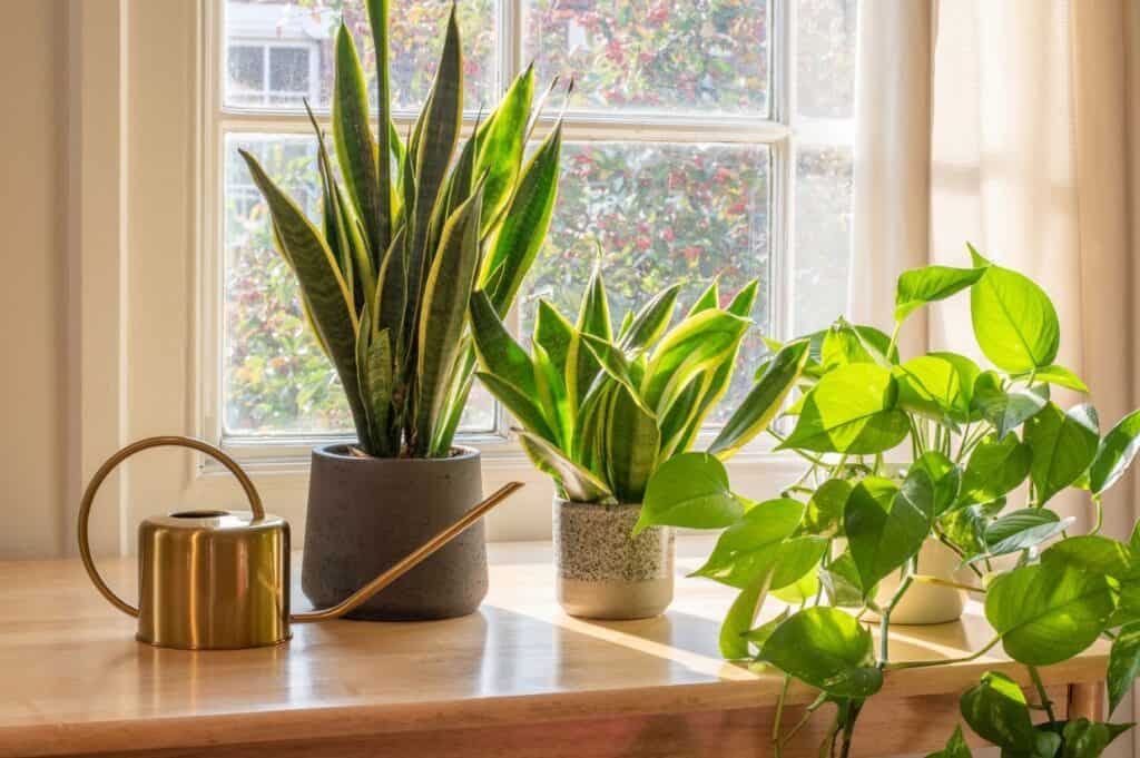 Three potted plants and a brass watering can sit on a wooden windowsill with sunlight streaming through the window.