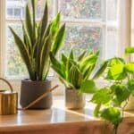 Three potted plants and a brass watering can sit on a wooden windowsill with sunlight streaming through the window.