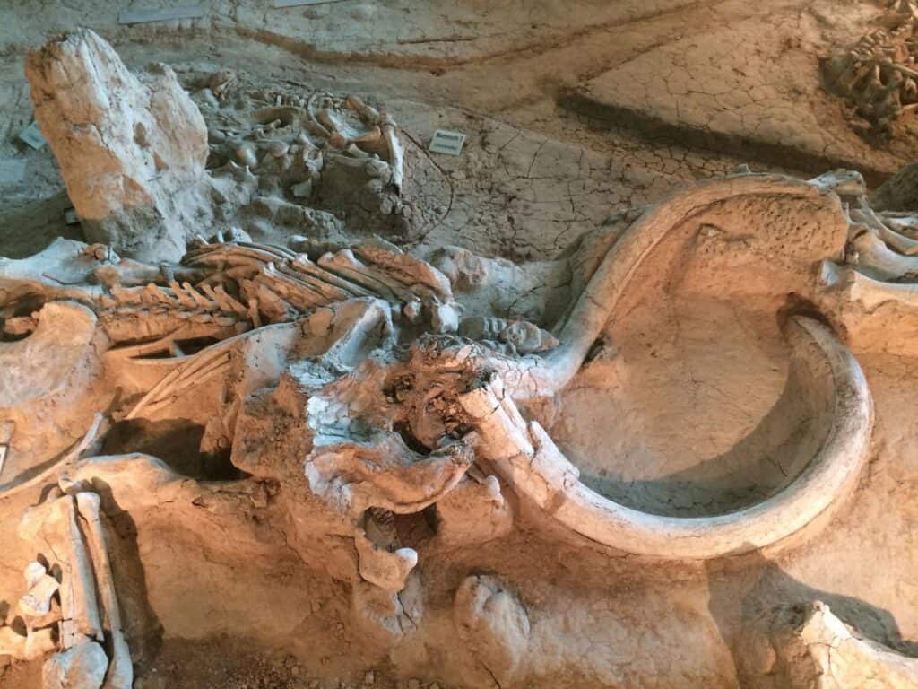 A preserved mammoth fossil displayed on a cracked, dusty excavation site in Waco, Texas.