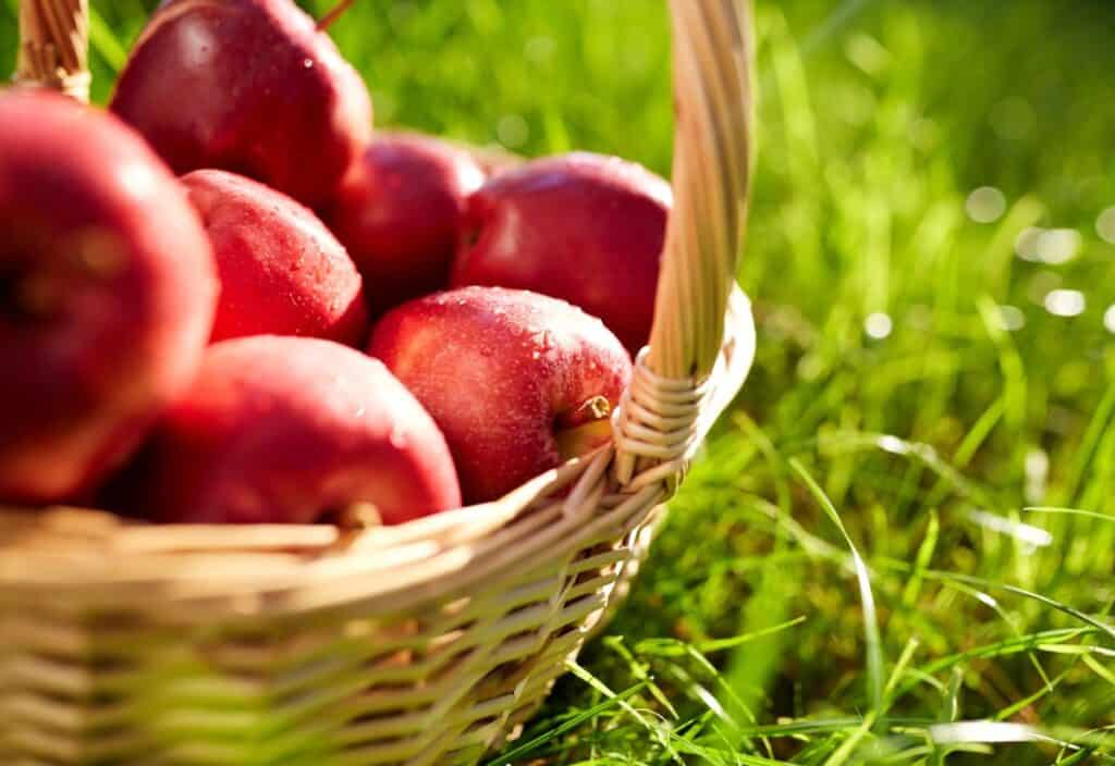 A wicker basket filled with red apples is placed on grass, with sunlight illuminating the scene.