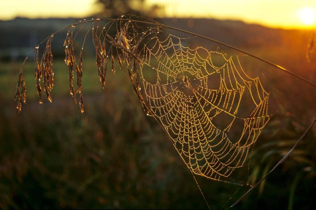 A spider web with dewdrops on grass glows in the warm, golden light of sunrise, reminiscent of enchanting Halloween traditions.