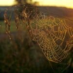 A spider web with dewdrops on grass glows in the warm, golden light of sunrise, reminiscent of enchanting Halloween traditions.