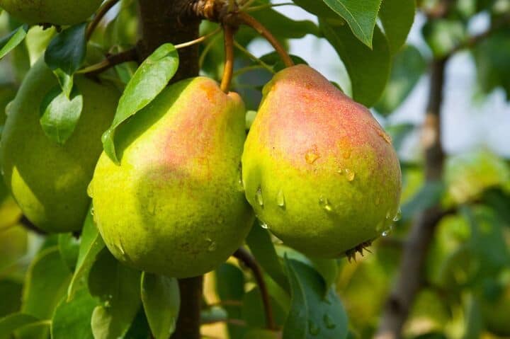 Two ripe pears with red blush and water droplets hang from a tree branch surrounded by green leaves.