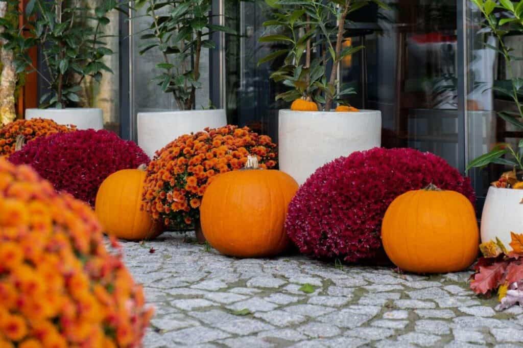 Orange pumpkins and clusters of red and orange flowers in white pots are artfully arranged on a cobblestone surface, echoing the rich Thanksgiving colors. Small green plants are placed behind them for a touch of natural contrast.