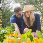 A man and a woman are gardening together, surrounded by lush plants and orange flowers. The woman is wearing a straw hat and both are smiling.