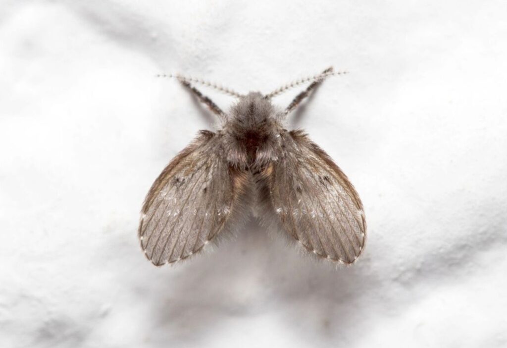 A close-up of a gray moth with speckled wings resting peacefully on a white surface, reminiscent of the subtle invasion that might prompt seeking effective tips to get rid of drain flies.