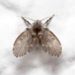 A close-up of a gray moth with speckled wings resting peacefully on a white surface, reminiscent of the subtle invasion that might prompt seeking effective tips to get rid of drain flies.