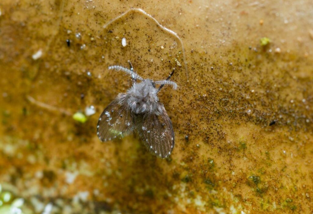 A close-up of a small fuzzy moth with dotted wings resting on a textured surface, reminiscent of the pesky drain flies one might encounter and seek tips to get rid of.