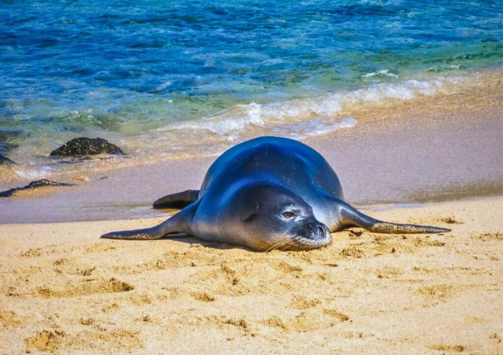 Seal lounging on a sandy Kauai beach, surrounded by the serene ocean—a perfect snapshot of nature's calm, and one of the many breathtaking sights to include in your list of things to do in Kauai.